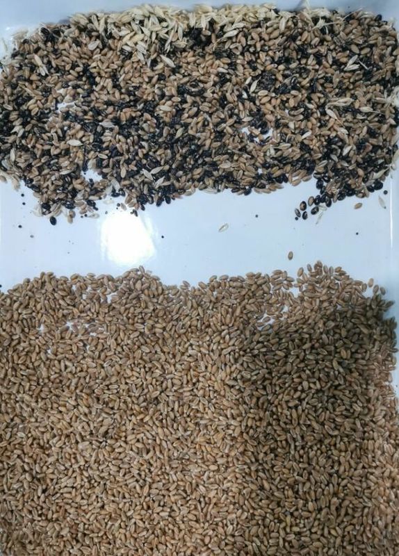 Separatrice intelligente di grano saraceno, avena, quinoa, selezionatrice di colori, 3 scivoli, 6 telecamere