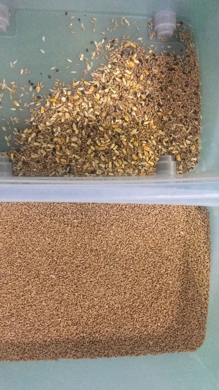 Separatrice intelligente di grano saraceno, avena, quinoa, selezionatrice di colori, 3 scivoli, 6 telecamere