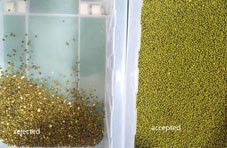 Selezionatrice per la cernita del colore dei fagioli di soia, macchina per la selezione dei legumi, pulizia dei semi di fagioli verdi e neri di Sohum