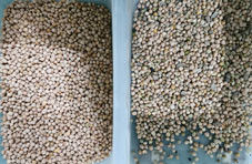 Attrezzatura agricola del selezionatore di colore del cece di capacità elevata che elabora il vaglio di colore del CCD dei fagioli per il cece