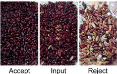 Sensore rosso bianco del CCD di Bean Sorting Machine With RGB del rene del selezionatore di colore dei fagioli