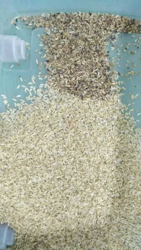 Alta macchina di separazione del selezionatore di colore del riso della Tailandia di accuratezza per la separazione del riso inferiore di qualità