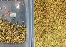 Selezionatore rosso Mung Bean Separator Machine di colore di Bean Processing Machine White Kidney
