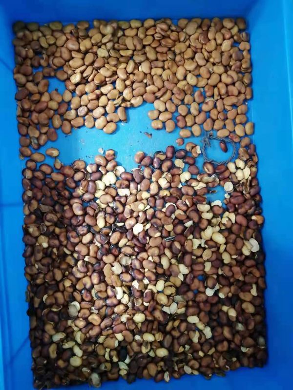 Vasto telecomando di Bean Color Sorter Machine WIFI del CE con la macchina fotografica ad alta velocità