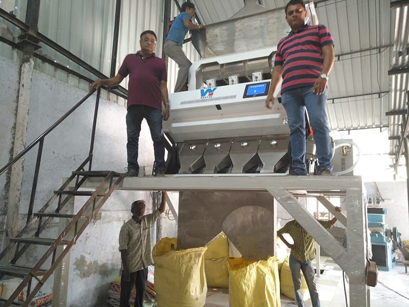 Bean Color Sorter Machine color giallo canarino Bean Color Sorter automatico