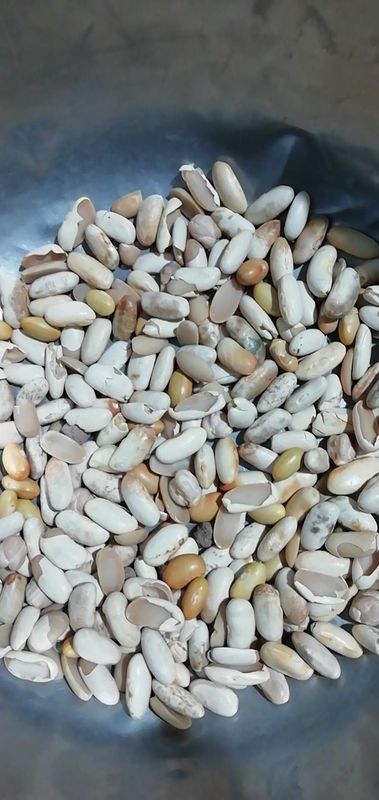 Bean Color Sorter Machine color giallo canarino Bean Color Sorter automatico