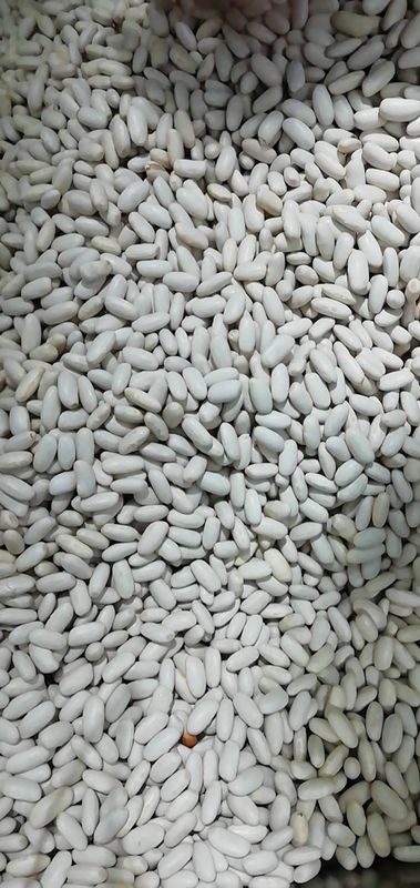 Bean Color Sorter Machine color giallo canarino Bean Color Sorter automatico