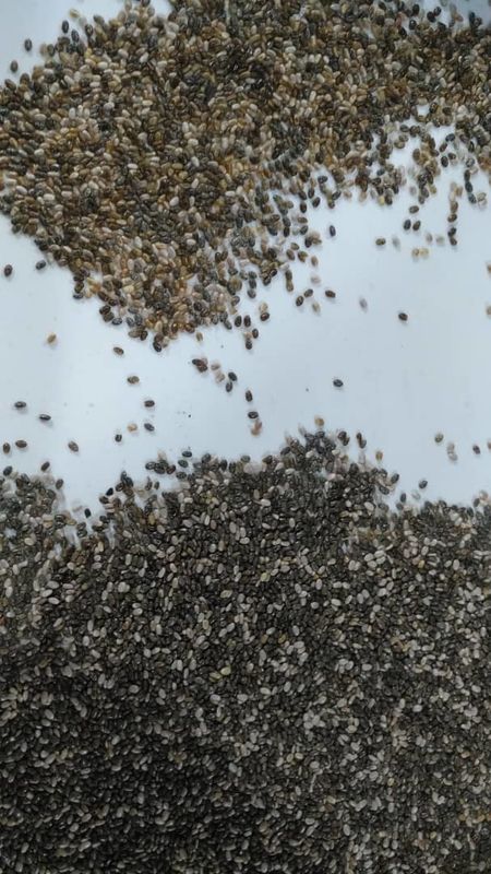 Selezionatore di alta risoluzione di Chia Seed Color Sorter Machine Chia Seed Processing Machine Seed