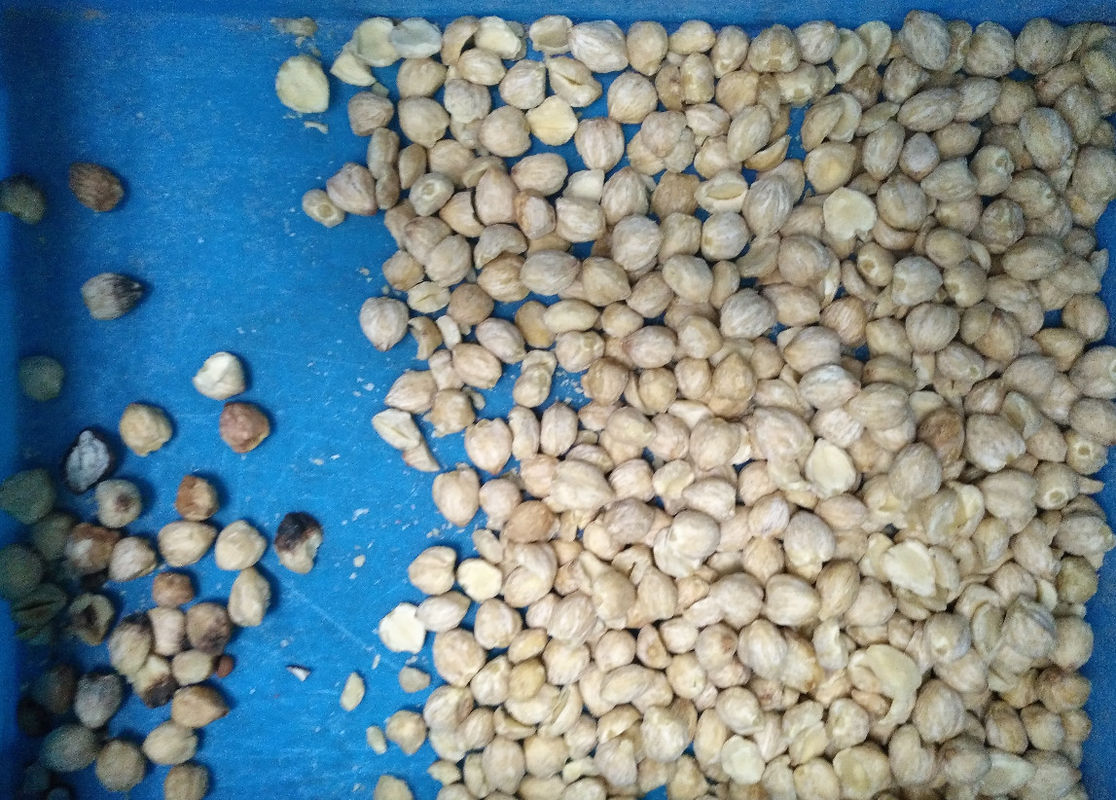 2023 Nuovo design CCD Nuts Color Sorter Noce Anacardi Cocco Macchina per la separazione dei colori