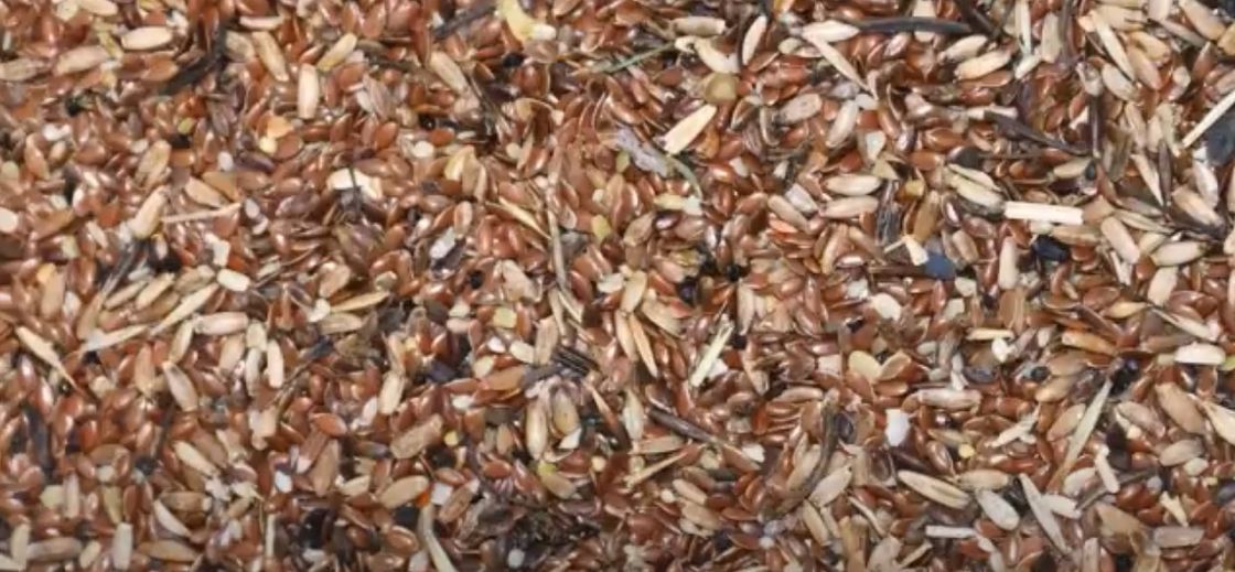 Attrezzatura agricola del selezionatore di colore dei semi di sesamo della macchina di Flax Seed Sorting del produttore