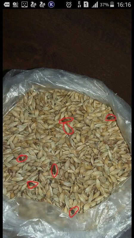 Di colore dell'avena vaglio la macchina della separazione di grani per trasformare l'avena nell'azienda agricola