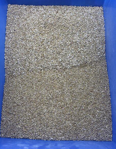Vaglio di colore della quinoa del selezionatore di colore del grano dell'avena del selezionatore di colore del grano saraceno