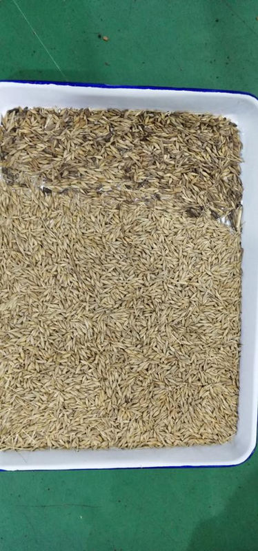 Vaglio di colore della quinoa del selezionatore di colore del grano dell'avena del selezionatore di colore del grano saraceno