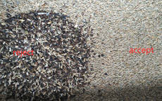 I canali Wenyao Color Sorter di 1 scivolo 64 per i semi della segale