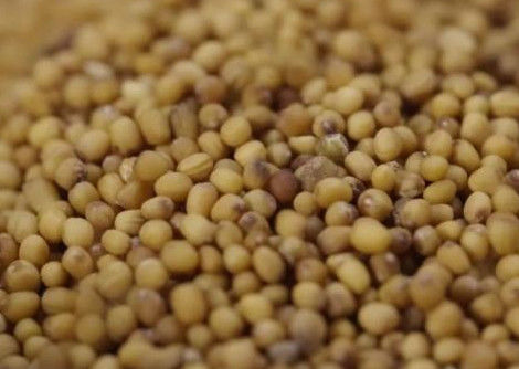 Wenyao Grain Color Sorter, CE ISO9001 del vaglio del sorgo