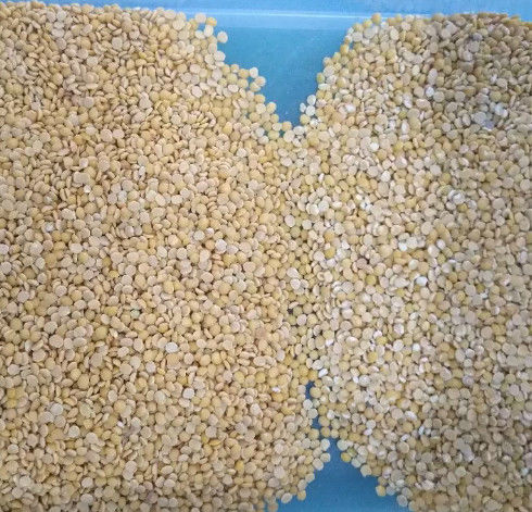 Wenyao Grain Color Sorter, CE ISO9001 del vaglio del sorgo