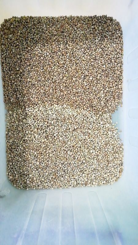 Macchina per la selezione dei colori dei semi di girasole per la selezione dei semi di pistacchio