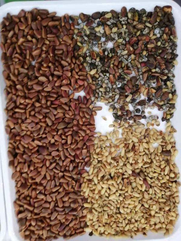 WENYAO Adjustable Parameters 64 Channels High Efficiency Working Nut Color Sorter for Pine Nut