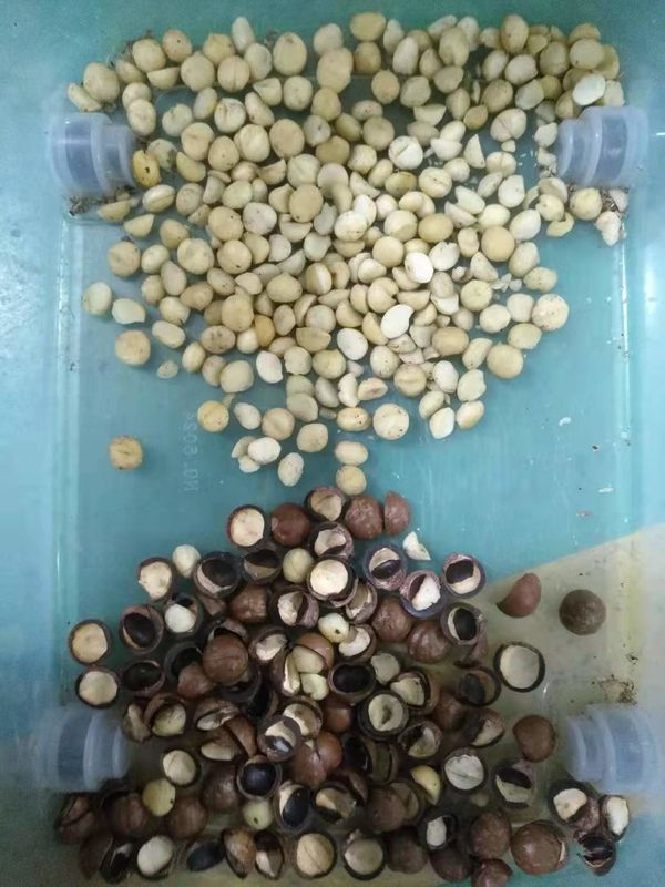Vaglio della noce di macadamia di Mini Color Sorter Nuts Color del selezionatore di colore automatico della macchina