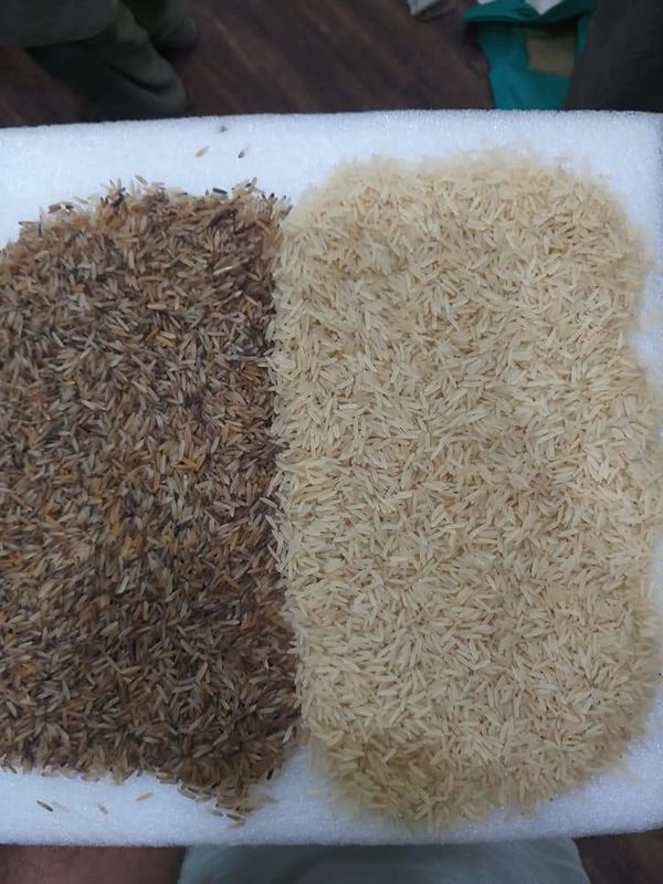 Tipo di cassaforte Rice Paddy Separator Machine AI di alto livello Funzione di autoapprendimento Color Sorter