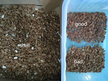 Il CCD colora la macchina del pistacchio del selezionatore del pistacchio per l'elaborazione del vaglio del pistacchio matto dell'attrezzatura