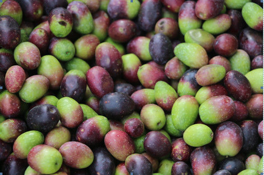 Selezionatore di colore di Mini Belt Type Horizontal Nuts dalla Cina