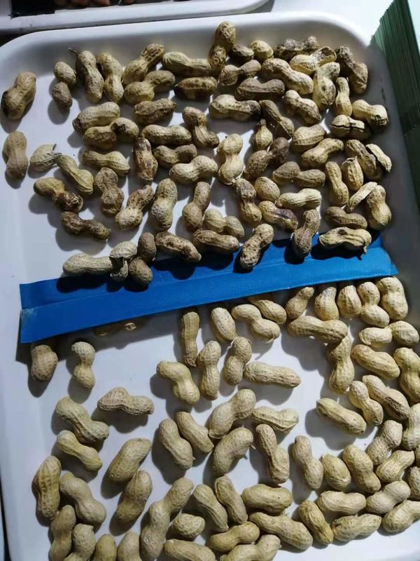Selezionatore di colore di Mini Belt Type Horizontal Nuts dalla Cina