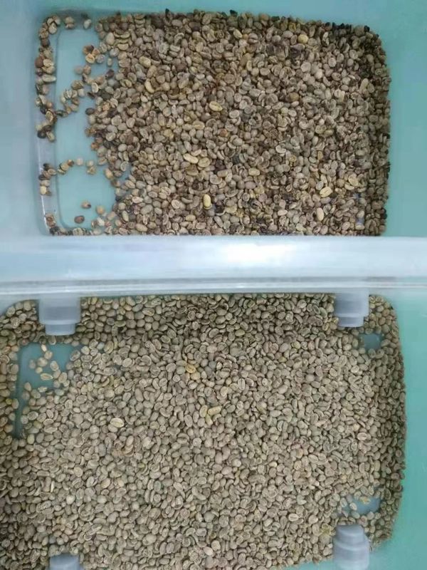 2 T/H Sortitore di colori di chicchi di caffè con sistema intelligente di elaborazione delle immagini