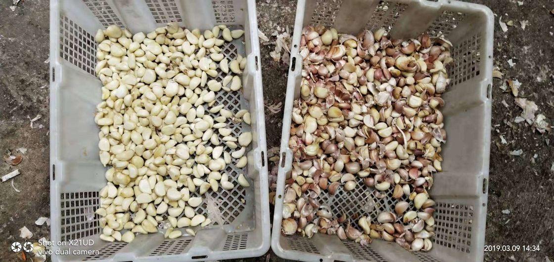 Produttore ottico Multifunction Color Sorting del selezionatore di colore dell'aglio del CCD di nuova progettazione piccolo