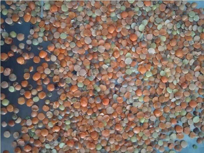 I fagioli del sensore del CCD di Toshiba colorano il selezionatore, vaglio del miglio delle lenticchie