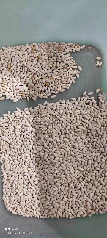 La macchina del selezionatore di colore dei 128 dei canali fagioli bianchi di capacità elevata, i fagioli porpora difettosi colora la macchina del selezionatore