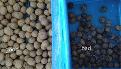 Selezionatore di colore della noce dell'attrezzatura di elaborazione della noce della macchina di Shell Separator Walnut Color Sorting della noce