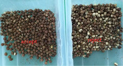 Nocciola della macchina del separatore della nocciola del selezionatore di colore della nocciola che elabora ordinando Mahince