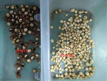 Noce di macadamia del separatore della noce di macadamia del selezionatore di colore della noce di macadamia che ordina selezionatrice