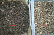 2025 Hot Sale Prezzo di fabbrica CCD Color Nut Sorter Macadamia Nut Separation Equipment con CE