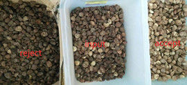Noce di betel secca del vaglio della noce di betel che classifica il selezionatore di colore della noce di betel di Macine