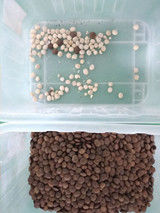 Macchina Maquinas Para Sacha Inchi Color Sorter di selezione di Sacha Inchi Processing Machine Sacha Inchi
