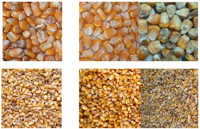 Scivoli ottici della macchina 2 del selezionatore di colore del grano 128 canali