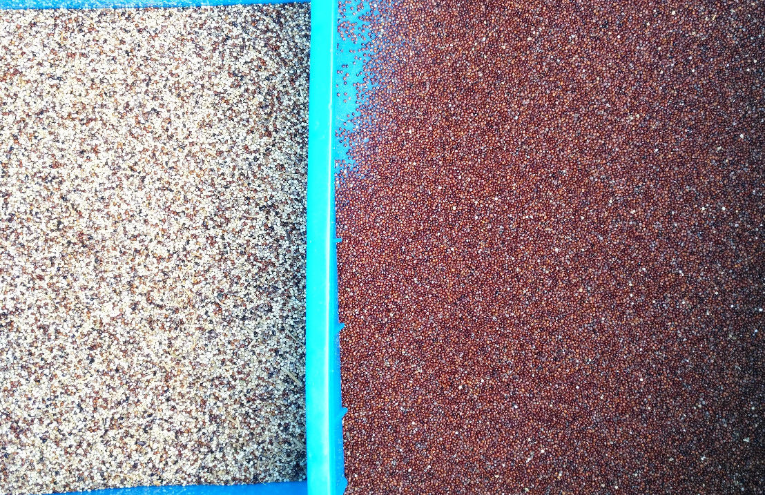Selezionatore di colore del grano di 10 scivoli, certificato del CE ISO9001 del selezionatore di colore del cereale