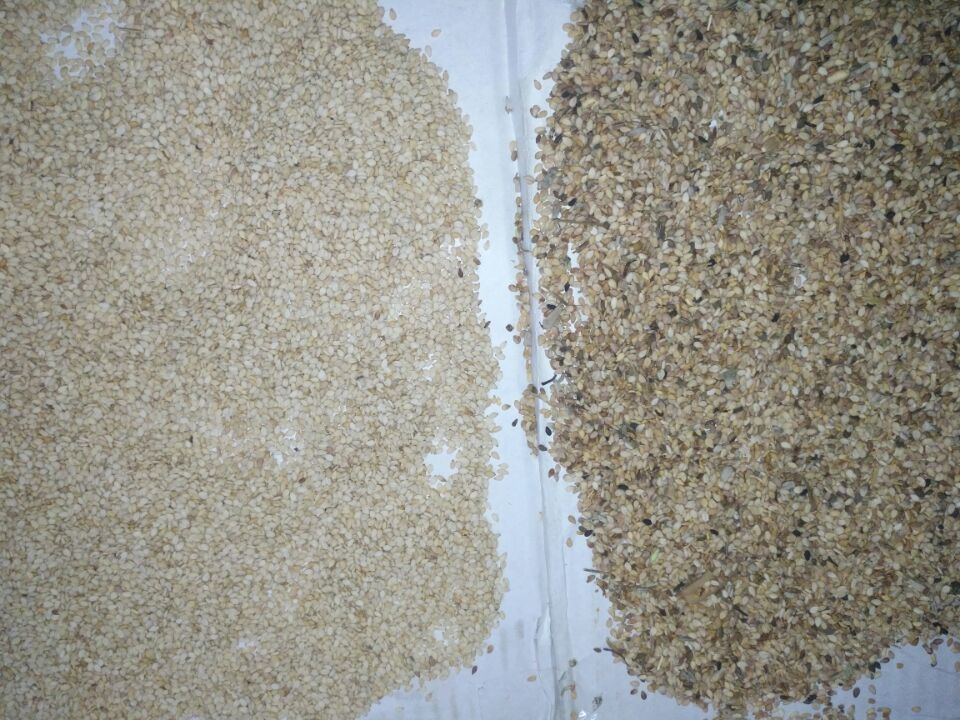 Selezionatore di colore di Wenyao High Capacity Sesame Seeds che ordina la macchina del separatore