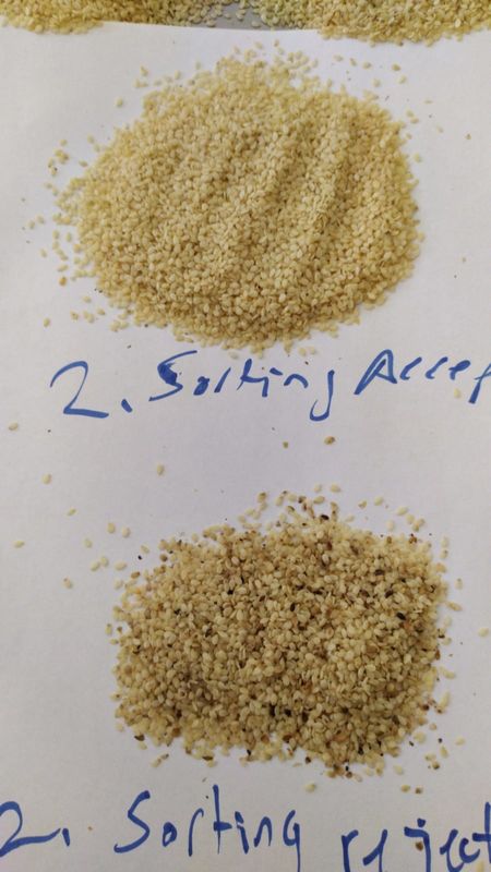 Selezionatore di colore di Wenyao High Capacity Sesame Seeds che ordina la macchina del separatore
