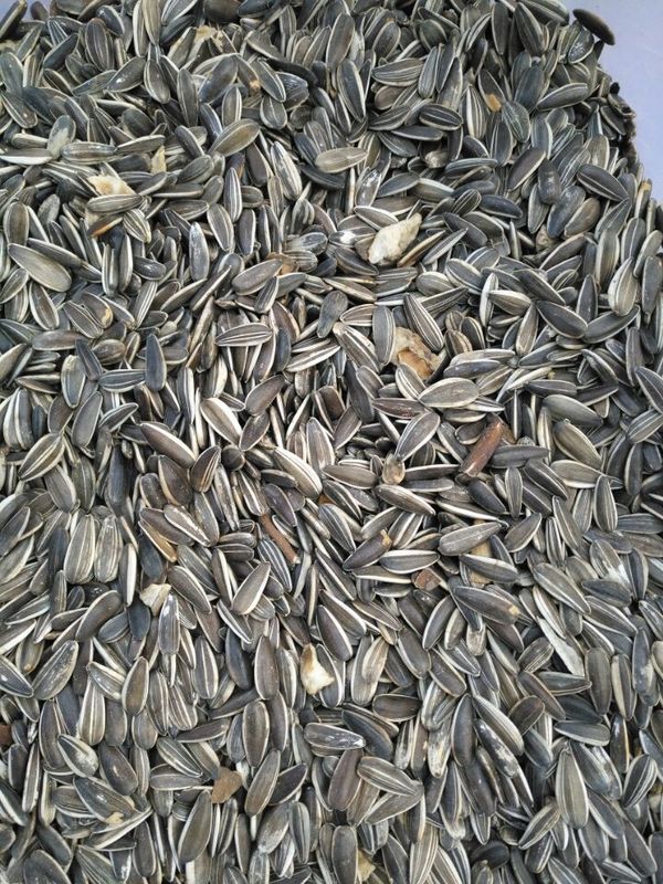 Wenyao Sunflower Seed Color Sorter con capacità elevata