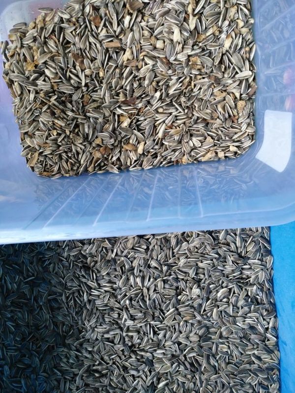Wenyao Sunflower Seed Color Sorter con capacità elevata