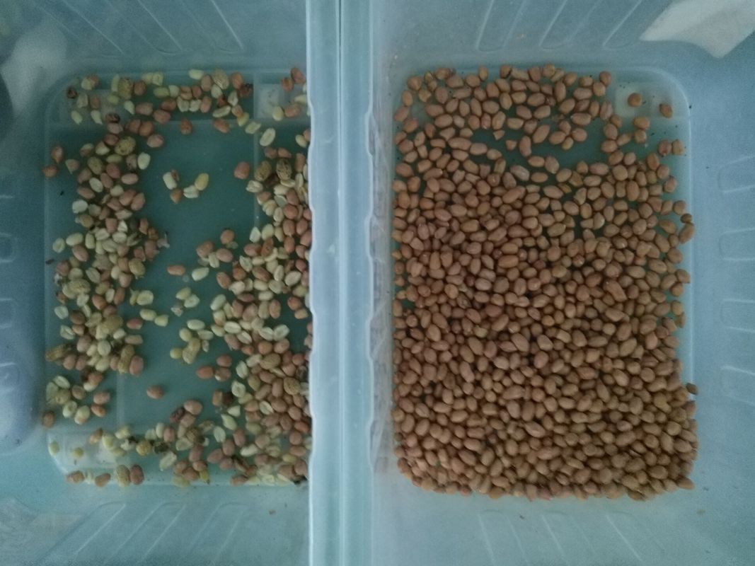 10 scivoli Wenyao Color Sorter, vaglio dell'arachide della telecamera CCD