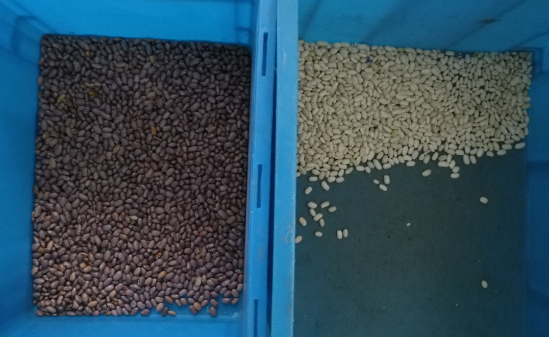 WENYAO 10 fa scendere il selezionatore per mezzo di uno scivolo di colore dei fagioli, 10t/h colora i vagli