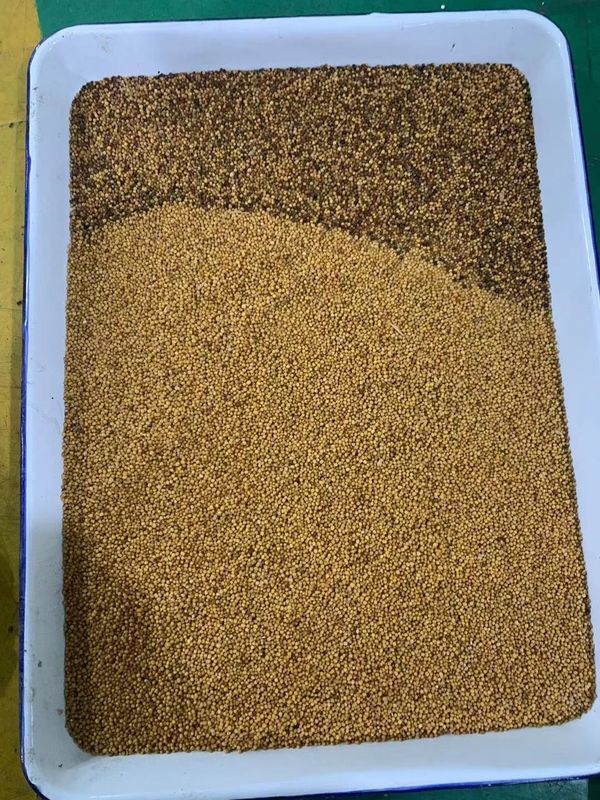 WENYAO Coleseed Colour Separation Machine, selezionatore di colore del CCD del seme di ravizzone