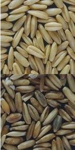 Alto selezionatore di colore del grano degli scivoli di capacità di lavorazione 8, vaglio del grano del CCD