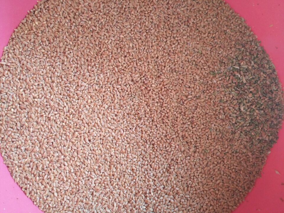 Alto selezionatore di colore del grano degli scivoli di capacità di lavorazione 8, vaglio del grano del CCD