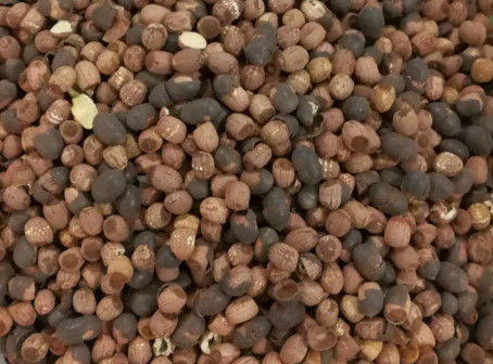 Alti canali della telecamera CCD 512 di Lotus Seeds Color Sorter di capacità di lavorazione