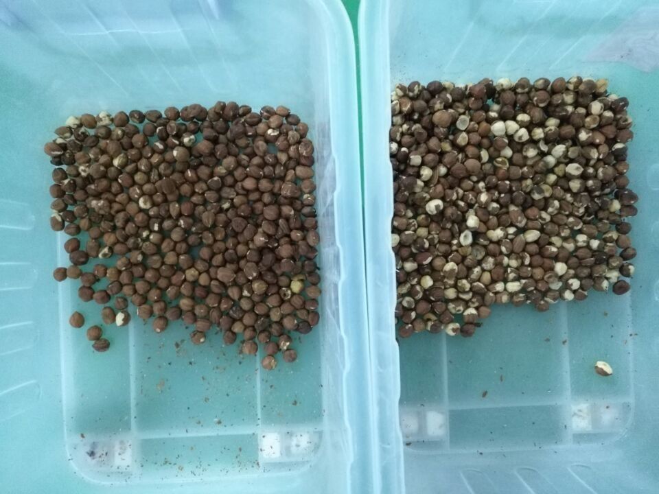 Multi selezionatore matto funzionale di colore, 6 accuratezza del selezionatore 99,99 della nocciola dello scivolo